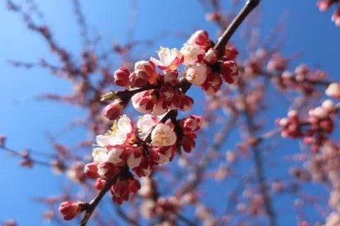 IMG Blooming apple tree in the spring. Stock Photos