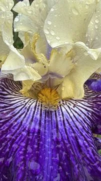IMG E4659 Stock Photos