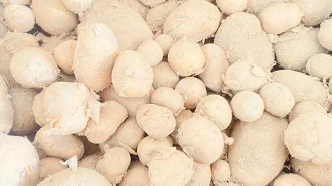 IMG E6644 Foto stock