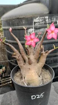 IMG20260104161119 Foto stock