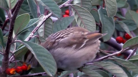 Imm. White-crowned Sparrow CU Eats Red Berry 스톡 동영상 44269498