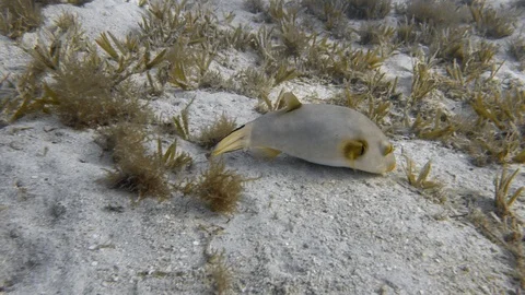 Immaculate puffer (Arothron immaculatus) fish feeding sea grass Stock Footage 88002853