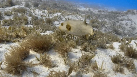 Immaculate puffer (Arothron immaculatus) swims near seabed Stock Footage 88002953
