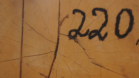 Immatriculated large wood log Stock Footage