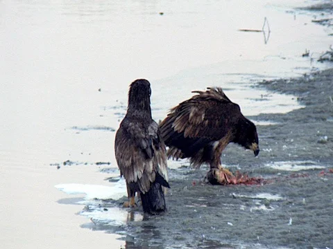 Immature Bald Eagle Attacks a Feeding Immature Eagle Stock Footage 124161246