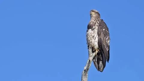 Immature bald eagle on bare tree stump against clear blue sky Stock Footage 332568474
