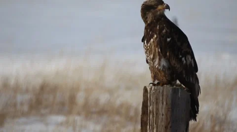 Immature Bald Eagle Call Stock Footage 37111494