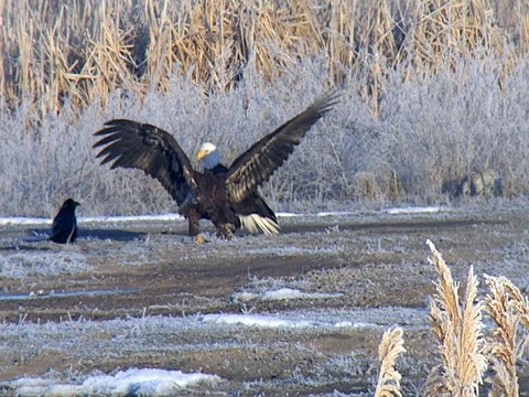 Immature Bald Eagle Can't Stand Harassment by Raven and Flies Away Stock Footage 125998740