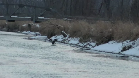 Immature bald eagle catching a fish and flying away Stock Footage 149710462