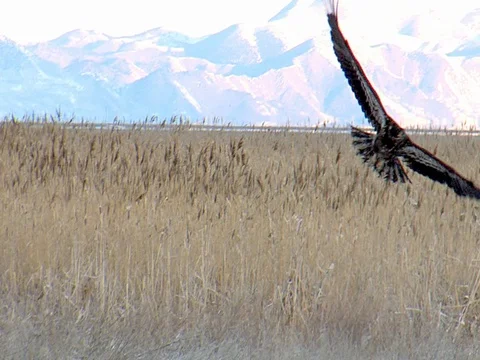 Immature Bald Eagle Circling in a Marsh and Flying High, w audio Stock Footage 124510618