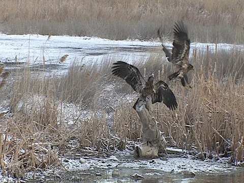 Immature Bald Eagle Dives Down &amp; Displaces Eagle on Stump Stock Footage 124354689