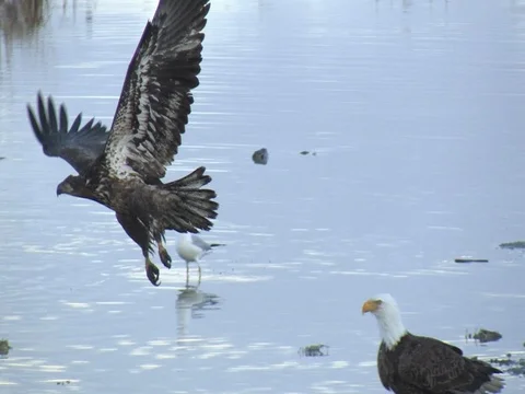 An Immature Bald Eagle Flies left to right and lands, 80% SloMo Stock Footage 124510990