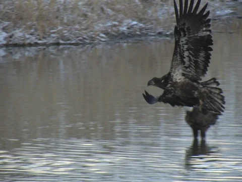 An Immature Bald Eagle Flies left to right and lands Stock Footage 124511036