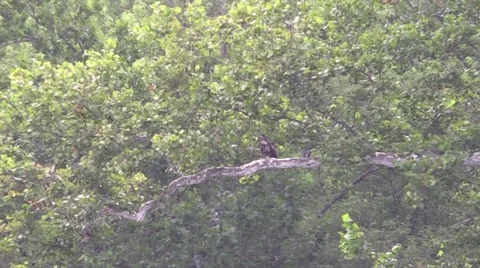 Immature bald eagle flies over camera Stock Footage 57069964