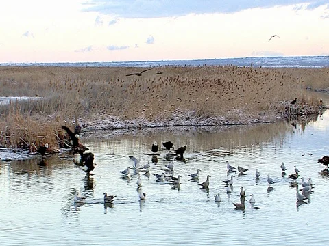 Immature Bald Eagle flies over geese, who act to defend Stock Footage 124354965
