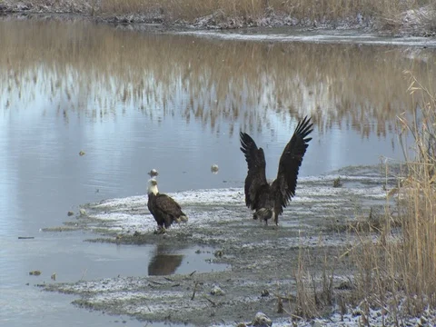 Immature Bald Eagle Flies Over Feeding Eagles and Lands on the Muddy Shore Stock Footage 124560125