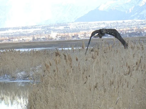 Immature Bald Eagle flies over the marsh and comes close ovehead, w audio Stock Footage 124560622