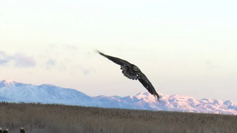 Immature Bald Eagle Flies Overhead and Circles and lands, HD 30P Slow Motion Stock Footage 168327928