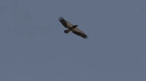 Immature Bald Eagle in flight Stock Footage 59131887