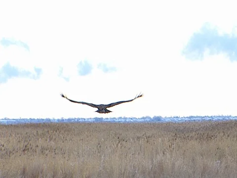 Immature Bald Eagle Flying High &amp; Circling, Part4 w audio Stock Footage 124510625