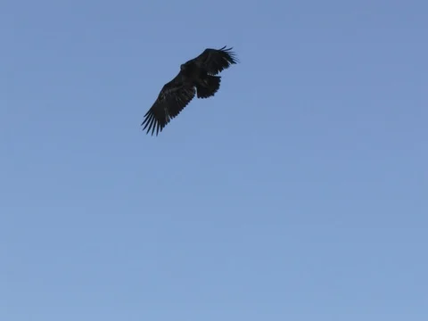 Immature Bald Eagle Flying Overhead, Silhouetted Against the Blue Sky, 80% SloMo Stock Footage 124510856