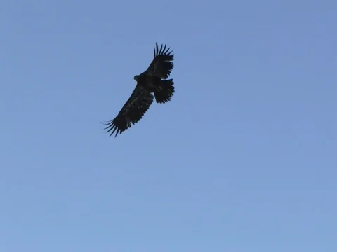 An Immature Bald Eagle Flying Overhead and Changing Directions, 75% SloMo Stock Footage 124510931