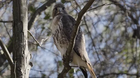 Immature Bald Eagle full body Stock Footage 305069165