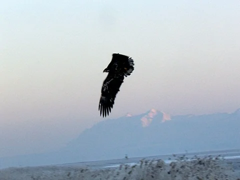 An Immature Bald Eagle Glides in, does a figure 8, then lands Stock Footage 124183857