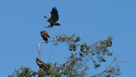 Immature Bald Eagle lands on Branch With More Eagles Stock-Footage 332680504