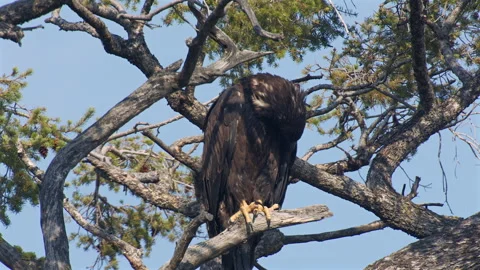 Immature Bald Eagle perched on branch grooming, slomo  4k Stock Footage 280926880