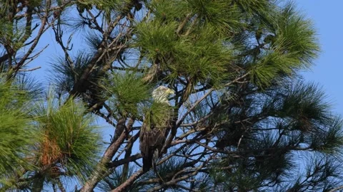 Immature bald eagle perched in a pine tree Stock Footage 166318293