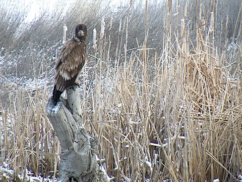 Immature Bald Eagle Perched on a Stump at the Edge of the Marsh, graded Stock Footage 124560118