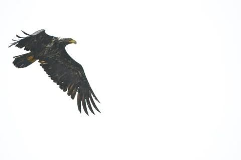 Immature Bald Eagle Foto stock
