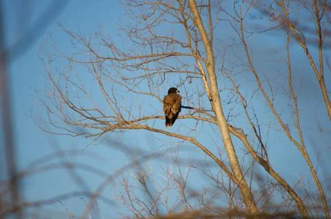 Immature bald eagle Stock Photos