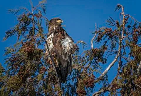 Immature Bald Eagle Foto stock