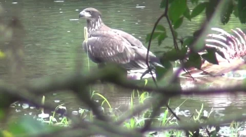 Immature bald eagle stands by a deer carcass Stock Footage 57071762