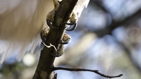 Immature Bald Eagle Talons Close Up Stock Footage 305069129