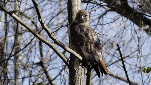 Immature Bald Eagle in tree Stock Footage 305069178