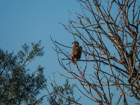 Immature bald eagle in a tree Foto stock