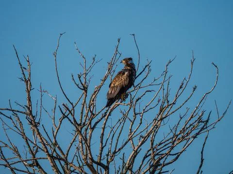 Immature bald eagle in a tree Stock Photos