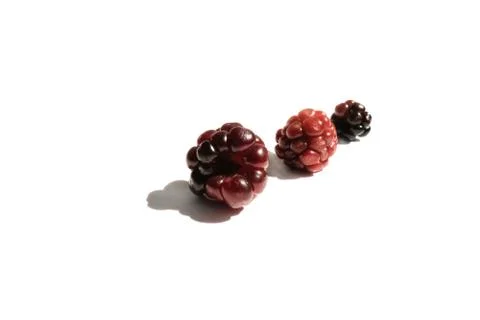 Immature berries of BlackBerry on a white background Stock Photos