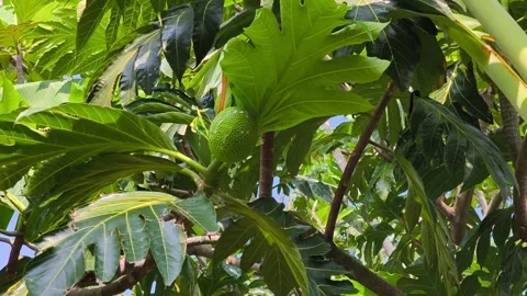Immature Breadfruit Fruit on Tropical Tree with Vibrant Green Leaves Video stock 337306686