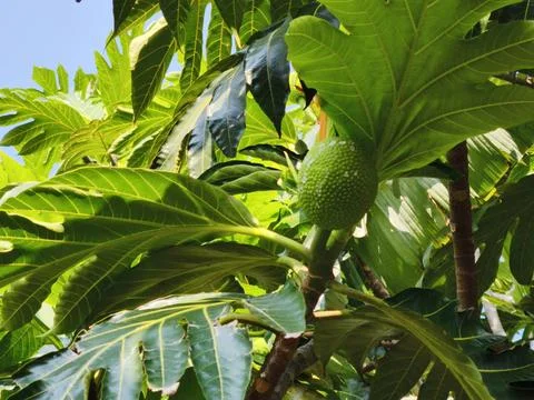 Immature Breadfruit Fruit on Tropical Tree with Vibrant Green Leaves Stock Photos