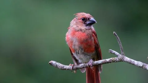 Immature Cardinal Stock Photos