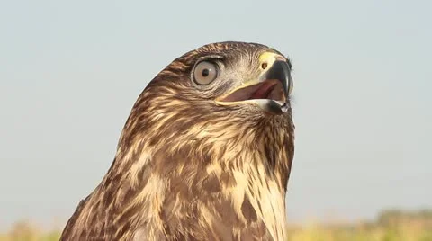 Immature common buzzard - close-up / Buteo buteo Stock Footage 11988409