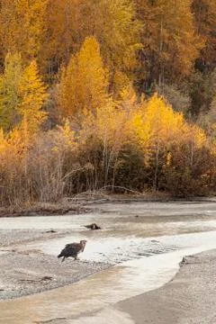 Immature Eagle in Fall Stock Photos