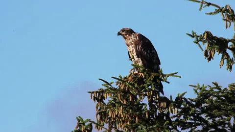 Immature Eagle Perched In Top Of Tree In Cordova, Alaska Stock Footage 331619949
