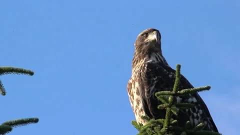 Immature Eagle Perched In Tree In Cordova, Alaska Stock Footage 331619952