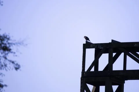 Immature Eastern Bluebird Stock Photos