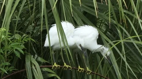 Immature Egret Stock Footage 41736249